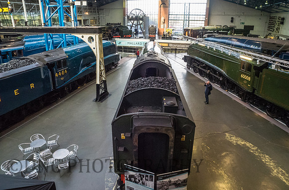 Mallard 75 The Great Gathering