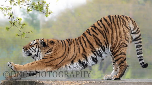 Amur Tiger 'Altai'