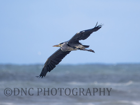 Grey Heron