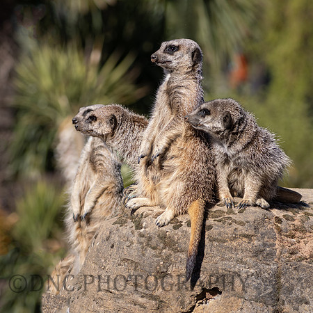 Meerkats
