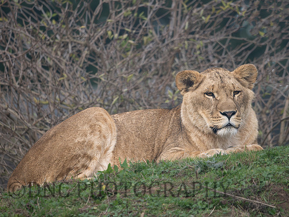 Lioness .1