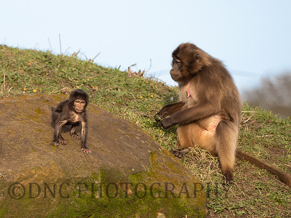 Gelada Monkey mother and Infant