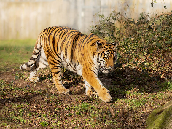 Amur Tiger 'Tschuna'