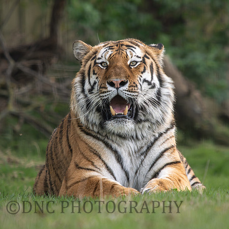 Amur Tiger 'Altai'