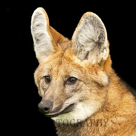 Maned Wolf