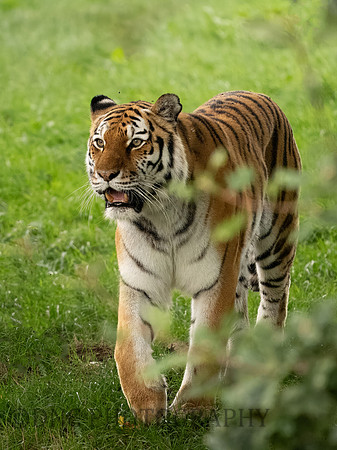 Tschuna