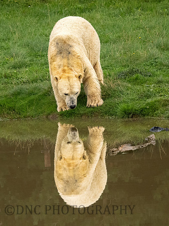 Polar reflection