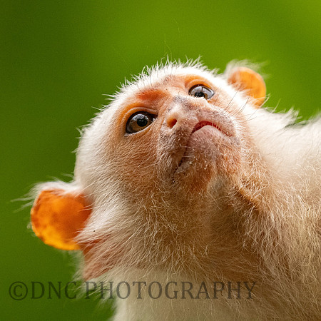 Silvery Marmoset