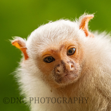 Silvery Marmoset