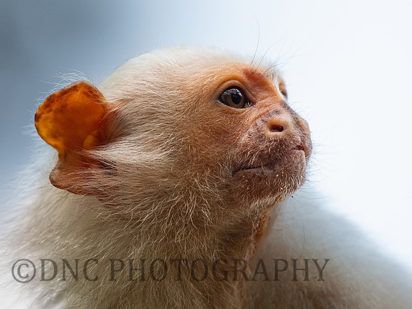 Silvery Marmoset
