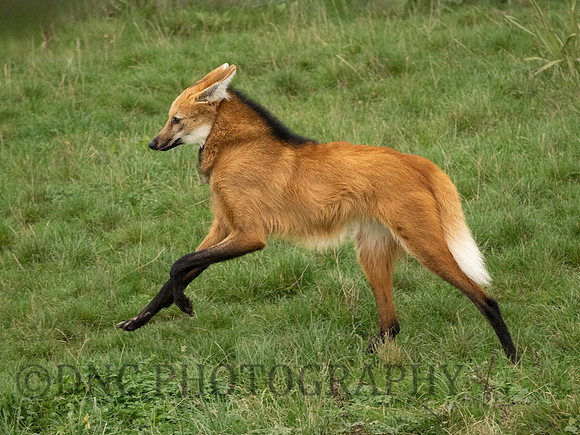Maned Wolf