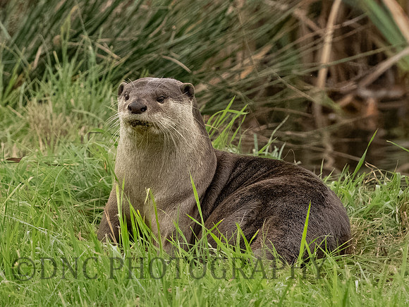 Smooth Coated Otter