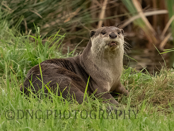 Smooth Coated Otter
