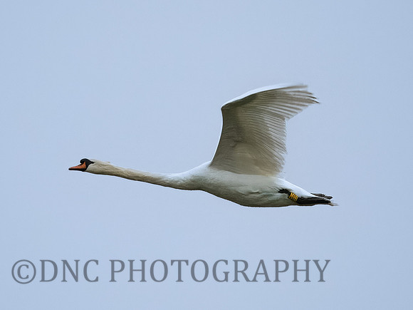 Swan