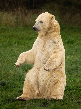 Polar Bear