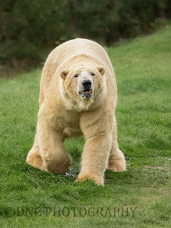Polar Bear