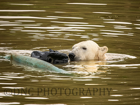 Polar Bear