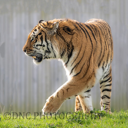 Amur Tiger 'Altai'