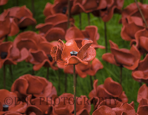 Tower of London Poppy 1 of 888.246