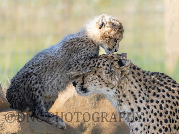 Darcy & Cub .1