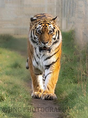 Amur Tiger 'Tschuna'