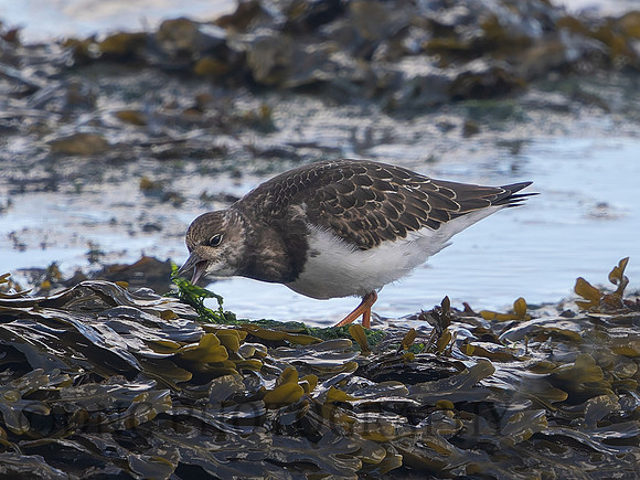 Redshank