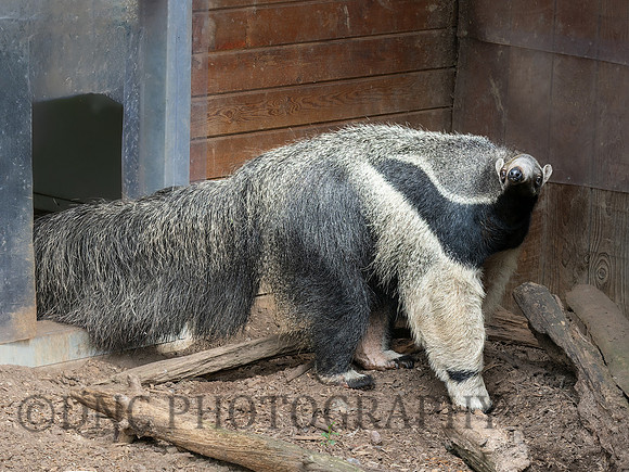 Giant Anteater .3