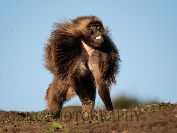 Gelada Monkey
