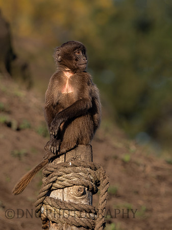 Gelada Monkey