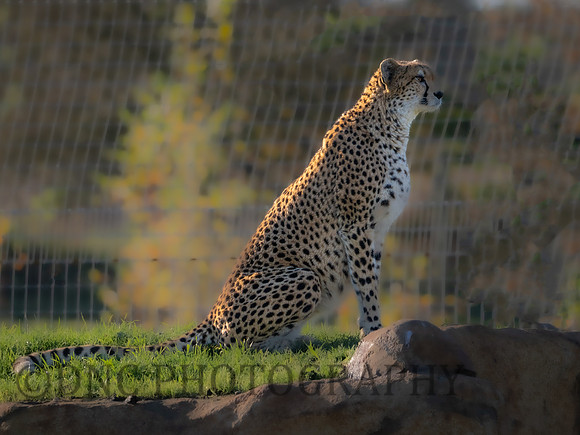 'Darcy' Cheetah
