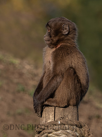 Gelada Monkey
