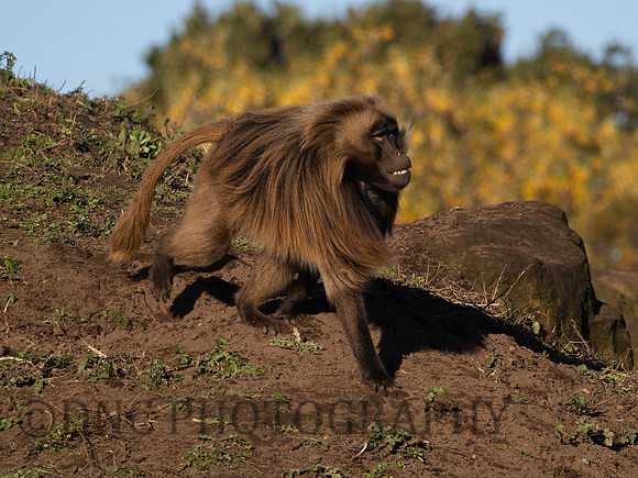 Gelada Monkey