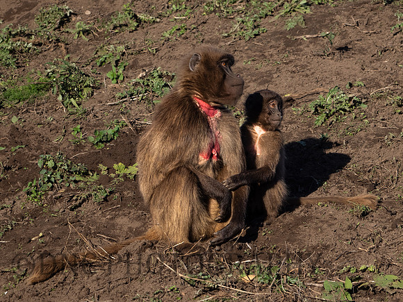 Gelada Monkey