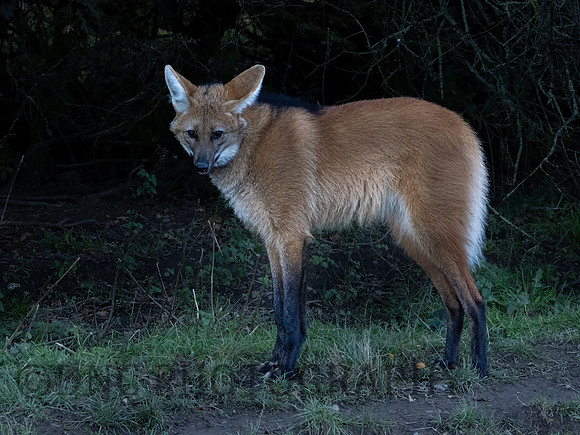 Maned Wolf