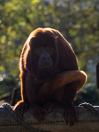 Red Howler Monkey