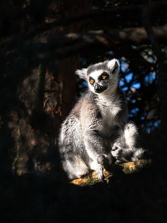 Ring Tailed Lemur