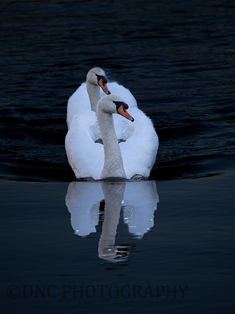 Swans