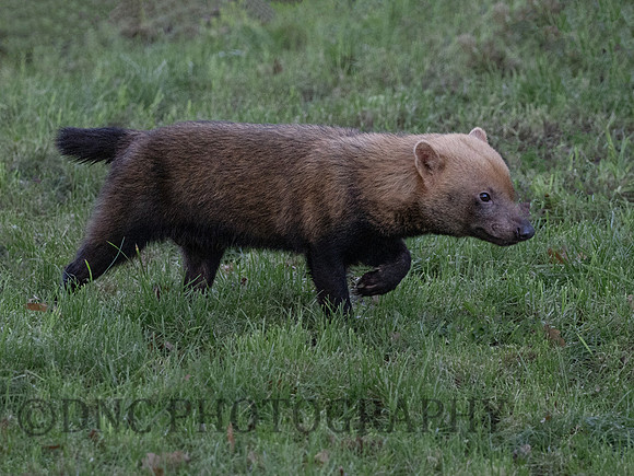 'Gaston' Bush Dog
