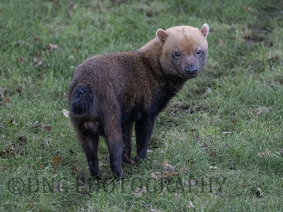 'Gaston' Bush Dog