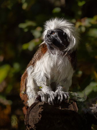 Cotton Top Tamarin