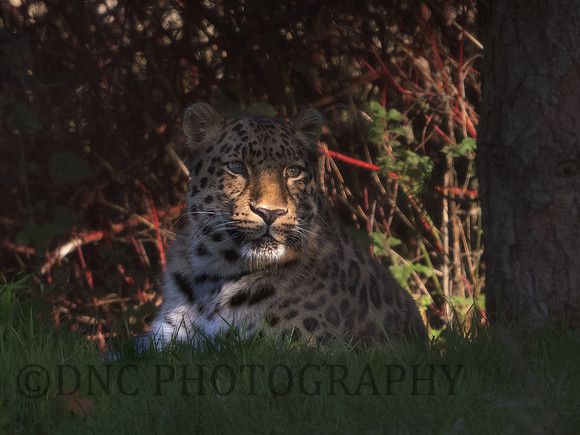 'Drake' Leopard