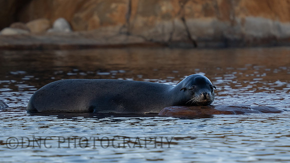 Californian Sea Lion