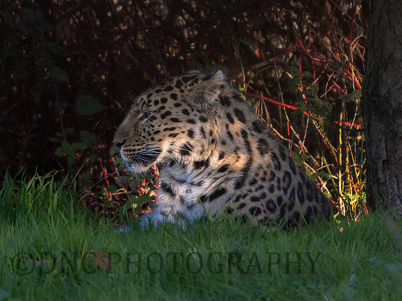'Drake' Leopard