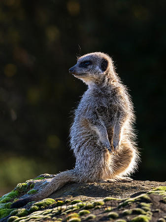 Meerkat