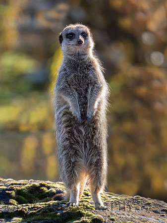 Meerkat
