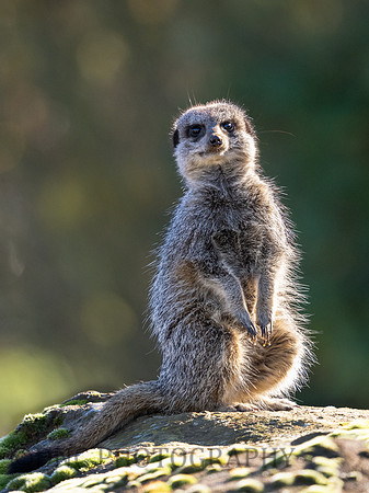 Meerkat