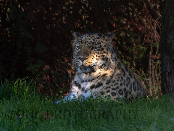 'Drake' Leopard