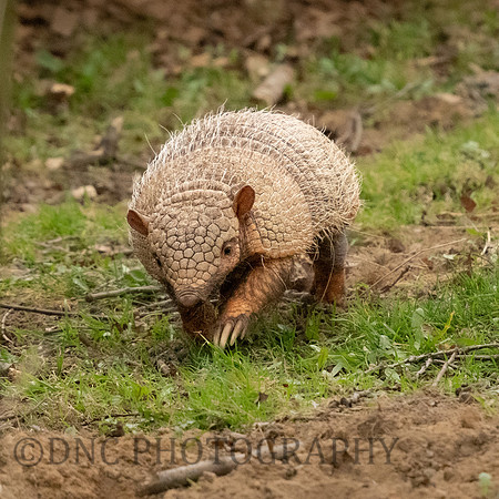 Armadillo