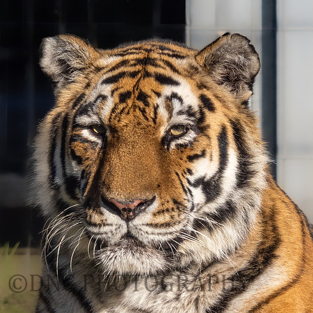 'Sayan' Amur Tiger