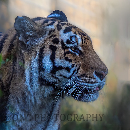 'Sayan' Amur Tiger